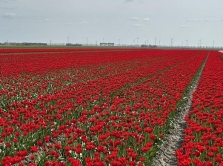 a-spring-itinerary-through-the-netherlands-from-tulip-fields-to-quaint-villages