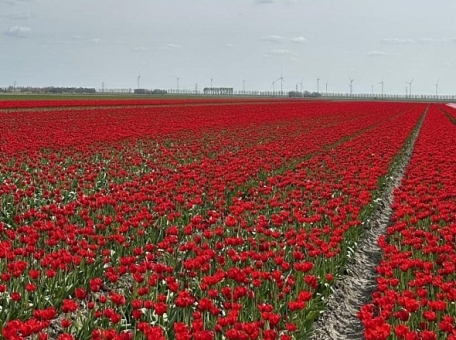 a-spring-itinerary-through-the-netherlands-from-tulip-fields-to-quaint-villages