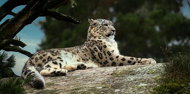 From snow leopards to sand cats: animals from the Red Book of Central Asia