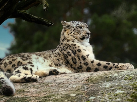 from-snow-leopards-to-sand-cats-animals-from-the-red-book-of-central-asia