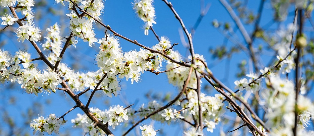 Navruz in Central Asia: how spring is celebrated in the region