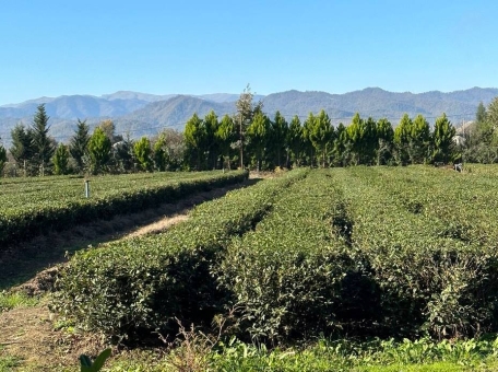 gde-v-azerbaydzhane-vyraschivayut-chay-limony-i-feyhoa-vse-pro-lenkoran