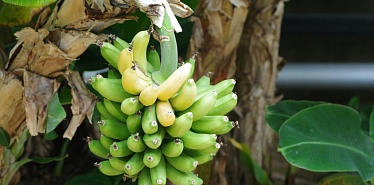 Банановая ферма в Шымкенте: что нужно знать про новое место для семейного отдыха