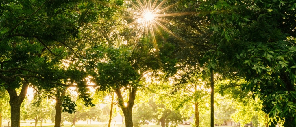 v-oshe-otkryli-novyy-skver