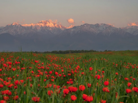 qaztourism-priglashaet-na-fototur-v-makovyh-polyah